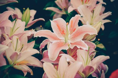 Filtre etkisi retro vintage tarzı çiçeklerle