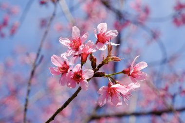 Filtre etkisi retro vintage st ile vahşi Himalaya kiraz çiçek