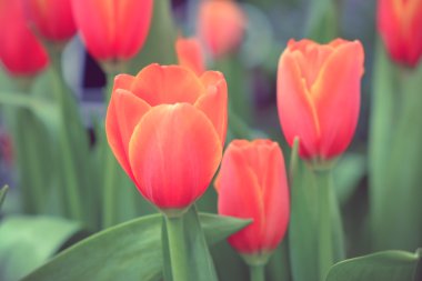 Güzel Lale filtre etkisi retro vintage arpacık ile buket