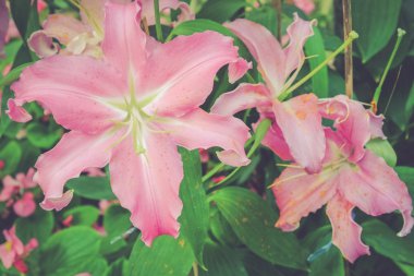 Filtre etkisi retro vintage tarzı çiçeklerle