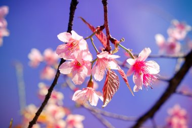 Filtre etkisi retro vintage st ile vahşi Himalaya kiraz çiçek