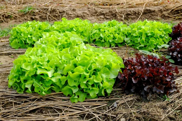 Ряды свежих салатных растений на плодородном поле, готовых к уборке — стоковое фото