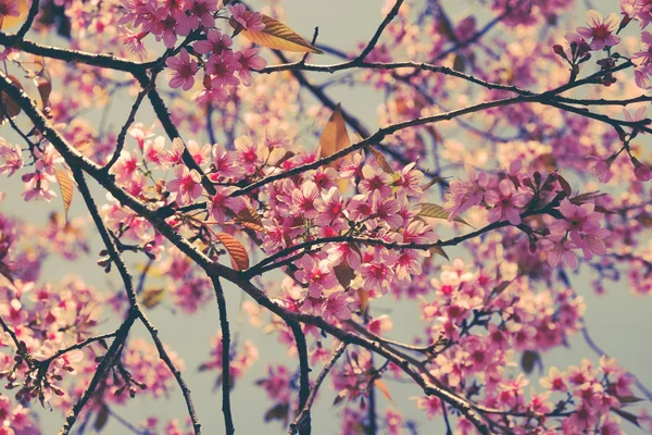 Flor de cereja himalaia selvagem com efeito filtro retro vintage st — Fotografia de Stock
