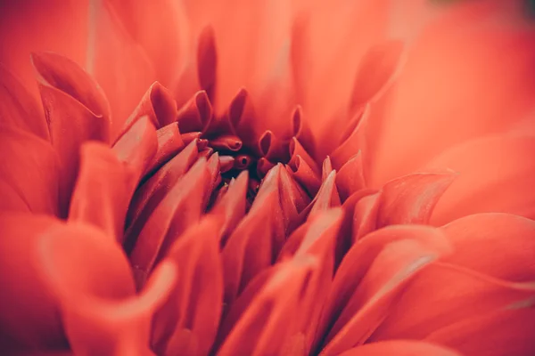 フィルター効果のレトロなビンテージ スタイルの花 — ストック写真