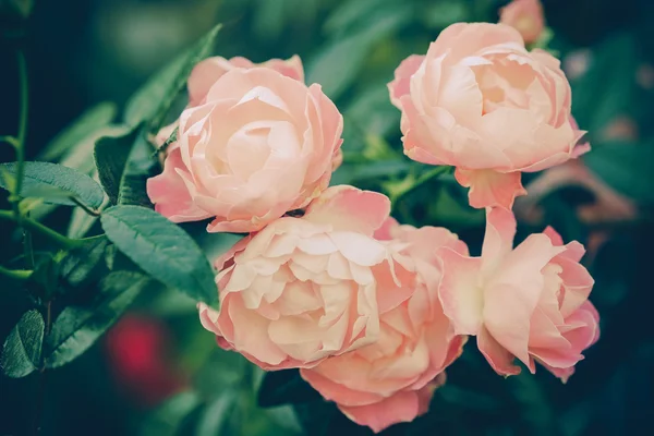 Blumen mit Filtereffekt im Retro-Vintage-Stil — Stockfoto