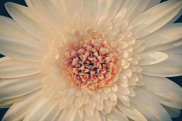 Квіти з ефектом фільтра ретро вінтажний стиль — стокове фото