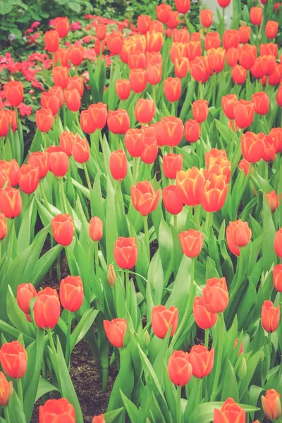 Bellissimo bouquet di tulipani con effetto filtro retro vintage sty — Foto Stock