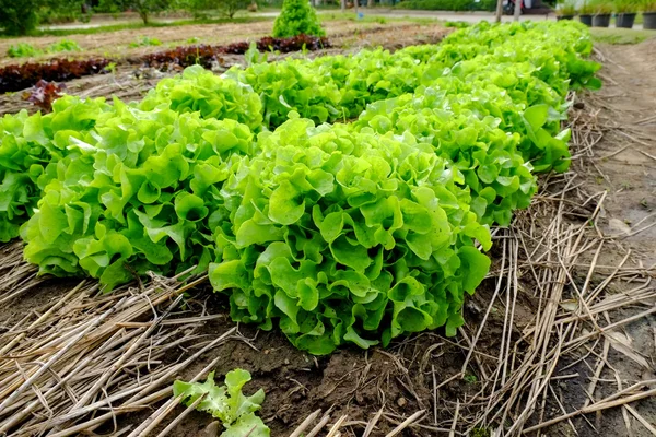 Rows of fresh lettuce plants on a fertile field, ready to be harvested — Stock Photo, Image