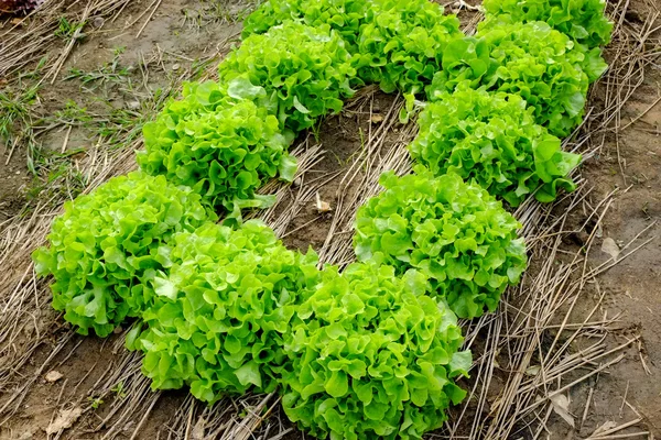 Rijen van verse sla planten op een vruchtbare veld, klaar om te worden geoogst — Stockfoto