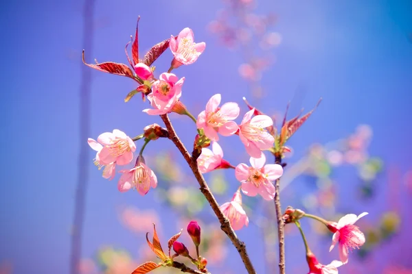 Flor de cereja himalaia selvagem com efeito filtro retro vintage st — Fotografia de Stock