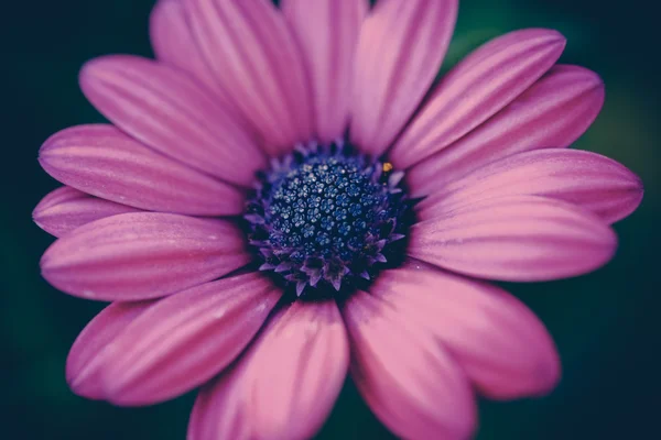 フィルター効果のレトロなビンテージ スタイルの花 — ストック写真