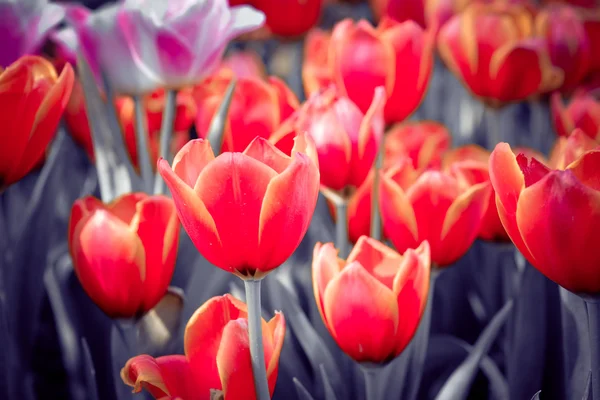 Schöner Strauß Tulpen mit Filtereffekt im Retro-Vintage-Stil — Stockfoto