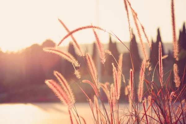 Campo de hierba durante la puesta del sol con efecto de filtro estilo vintage retro — Foto de Stock