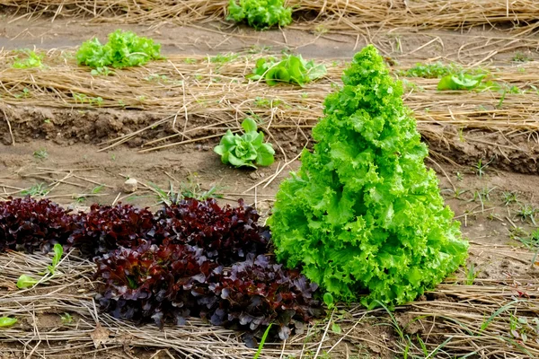 Reihen frischer Salatpflanzen auf einem fruchtbaren Feld, bereit zur Ernte — Stockfoto