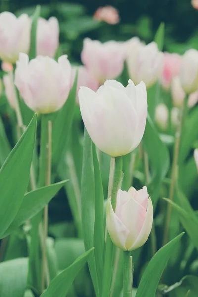 Bellissimo bouquet di tulipani con effetto filtro retro vintage sty — Foto Stock