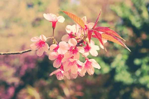 Fleur de cerisier himalayen sauvage avec effet filtre rétro vintage st — Photo