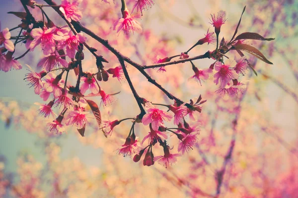 Fiore di ciliegio himalayano selvatico con effetto filtro retrò vintage st — Foto Stock