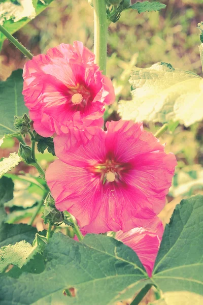 Hollyhock flower old vintage retro style — Stock Photo, Image