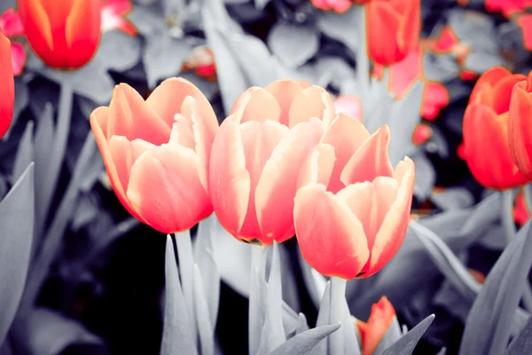 Krásná kytice tulipánů s filtrační efekt retro vintage chlívku — Stock fotografie