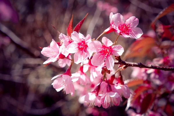 Flor de cereja himalaia selvagem com efeito filtro retro vintage st — Fotografia de Stock