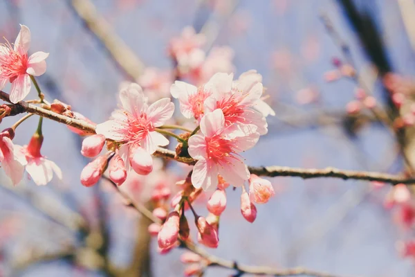 フィルター効果のレトロなヴィンテージ st と野生ヒマラヤ桜の花 — ストック写真