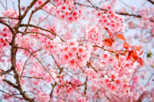 Wild himalayan cherry flower with filter effect retro vintage st — Stock Photo, Image