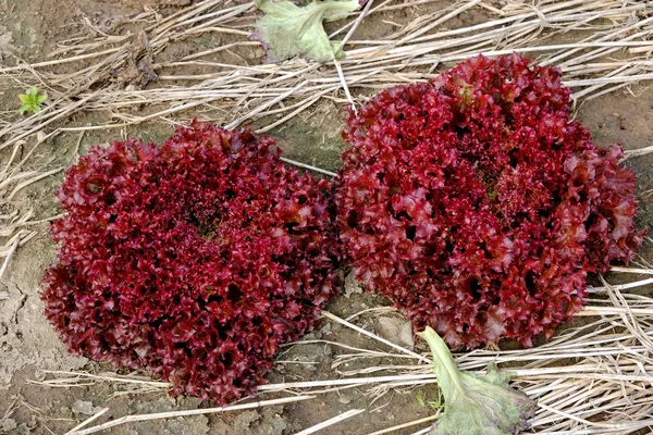 Fileiras de plantas frescas de alface num campo fértil, prontas para serem colhidas — Fotografia de Stock