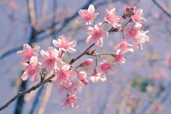 フィルター効果のレトロなヴィンテージ st と野生ヒマラヤ桜の花 — ストック写真