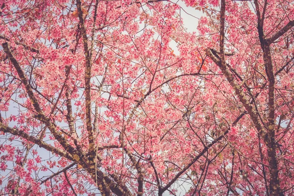 Flor de cereja himalaia selvagem com efeito filtro retro vintage st — Fotografia de Stock