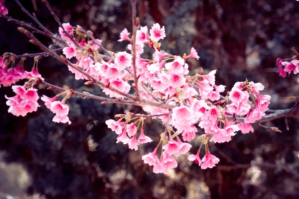 Flor de cereja himalaia selvagem com efeito filtro retro vintage st — Fotografia de Stock