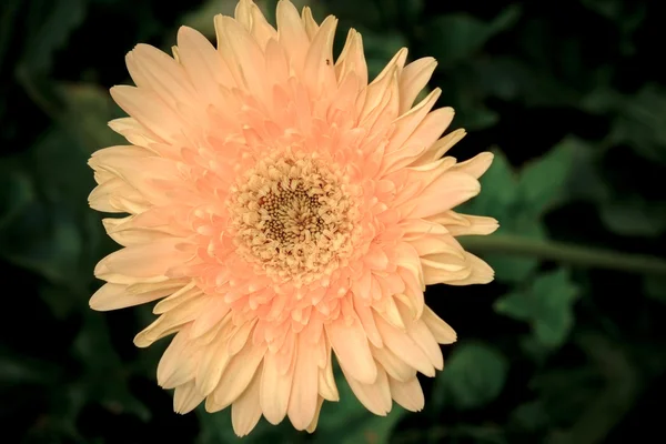 フィルター効果のレトロなビンテージ スタイルの花 — ストック写真