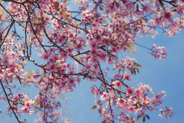 Flor de cereja himalaia selvagem com efeito filtro retro vintage st — Fotografia de Stock