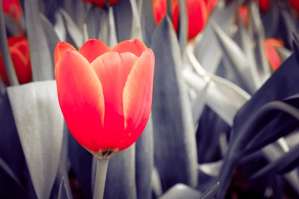 Schöner Strauß Tulpen mit Filtereffekt retro vintage sty — Stockfoto
