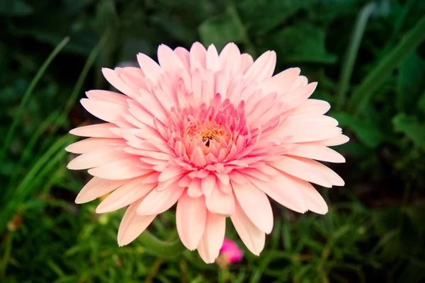 フィルター効果のレトロなビンテージ スタイルの花 — ストック写真