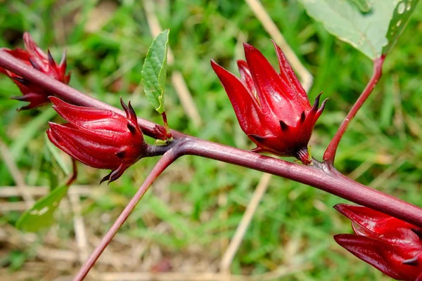 Hibiscus sabdariffa / Roselle / Bebidas saudáveis da medicina alternativa dos alimentos — Fotografia de Stock