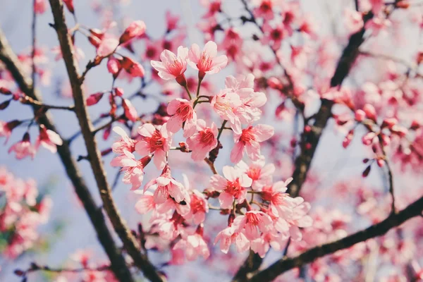 Wild himalayan cherry flower with filter effect retro vintage st — Stock Photo, Image