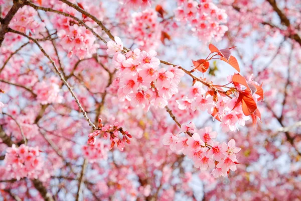 Wild himalayan cherry flower with filter effect retro vintage st — Stock Photo, Image