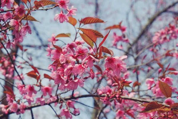Flor de cereja himalaia selvagem com efeito filtro retro vintage st — Fotografia de Stock