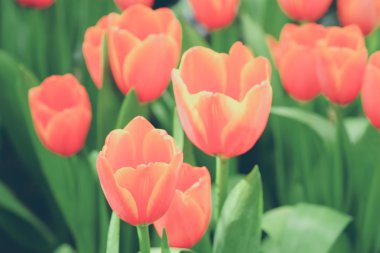 Güzel Lale filtre etkisi retro vintage arpacık ile buket