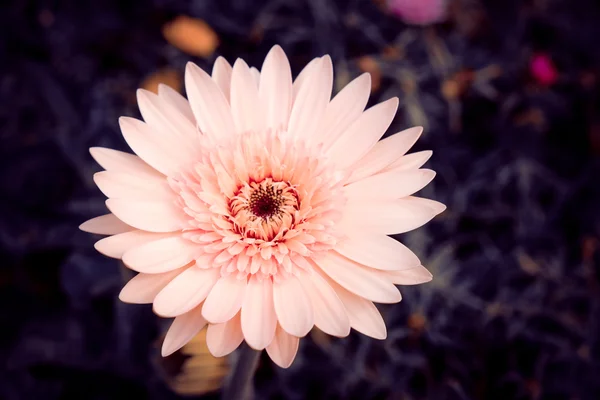 フィルター効果のレトロなビンテージ スタイルの花 — ストック写真