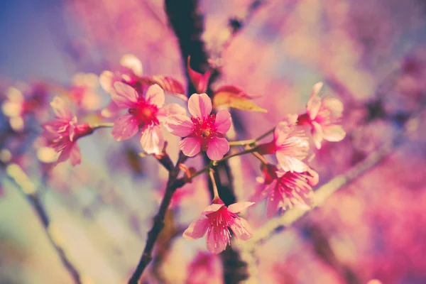 Flor de cereja himalaia selvagem com efeito filtro retro vintage st — Fotografia de Stock