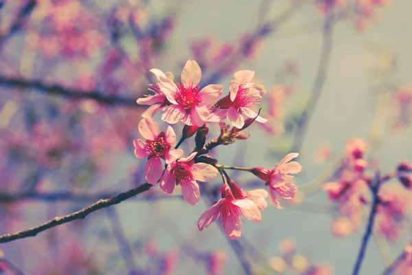 Fiore di ciliegio himalayano selvatico con effetto filtro retrò vintage st — Foto Stock