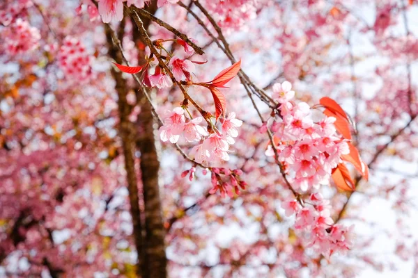 Wild himalayan cherry flower with filter effect retro vintage st — Stock Photo, Image