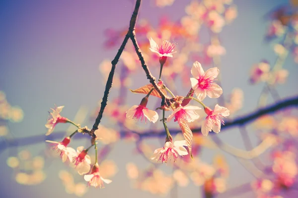 Fiore di ciliegio himalayano selvatico con effetto filtro retrò vintage st — Foto Stock