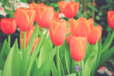 Güzel Lale filtre etkisi retro vintage arpacık ile buket