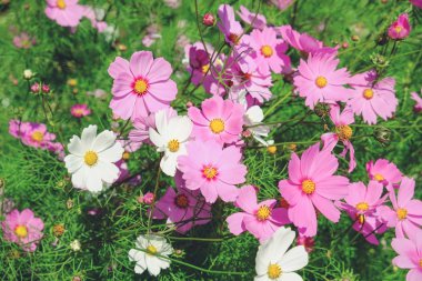 Filtre etkisi retro vintage tarzı çiçeklerle