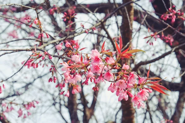 Flor de cereja himalaia selvagem com efeito filtro retro vintage st — Fotografia de Stock