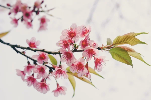 Flor de cereja himalaia selvagem com efeito filtro retro vintage st — Fotografia de Stock