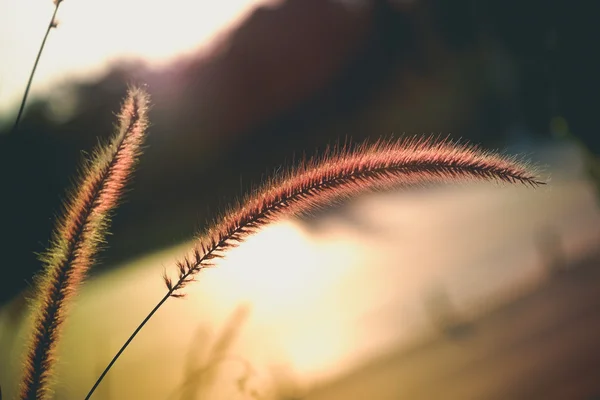 Rasenfläche bei Sonnenuntergang mit Filtereffekt im Retro-Vintage-Stil — Stockfoto