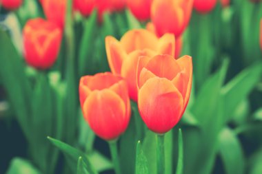 Güzel Lale filtre etkisi retro vintage arpacık ile buket